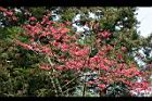 山櫻花-阿29.jpg