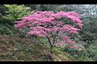 山櫻花-阿30.jpg