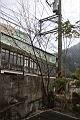 山櫻花09.jpg