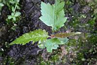 山櫻花-幼株05.jpg