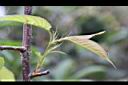 山櫻花-幼葉.jpg
