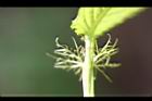 山櫻花-托葉0.jpg