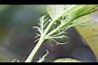 山櫻花-托葉7.jpg
