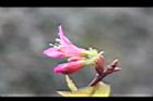 山櫻花-花2.jpg