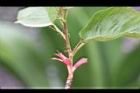 山櫻花-苞片0.jpg