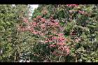 山櫻花-阿04.jpg