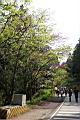 山櫻花-阿09.jpg