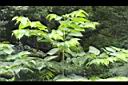 山油麻03.JPG