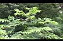 山油麻05.JPG