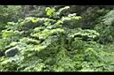 山油麻06.JPG