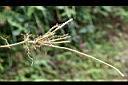 山油點草-莖根0.jpg