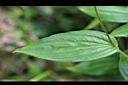 山油點草-葉.jpg