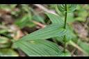 山油點草-葉0.jpg
