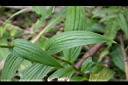 山油點草-葉1.jpg