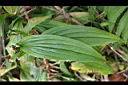山油點草-葉2.jpg