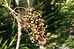 山漆-實19.jpg