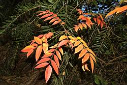 山漆-紅葉07.JPG