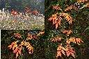 山漆-紅葉1.jpg