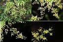 山漆-花1.jpg