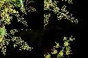 山漆-花2.jpg