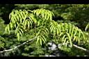 山漆-花苞01.jpg