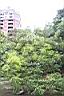 山漆11.JPG