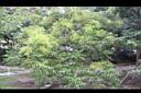 山漆16.JPG