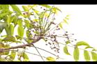 山漆-實04.JPG