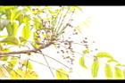 山漆-實05.JPG