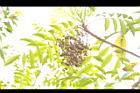 山漆-實10.JPG