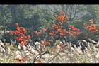 山漆-紅葉01.jpg