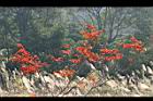 山漆-紅葉02.jpg