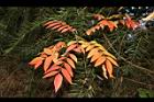 山漆-紅葉10.JPG
