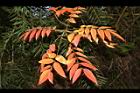 山漆-紅葉11.JPG