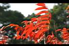 山漆-紅葉15.jpg