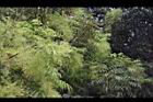 山漆-花00.JPG