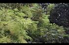 山漆-花01.JPG