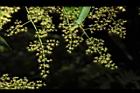 山漆-花08.JPG