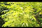 山漆-花25.JPG