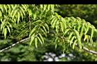 山漆-花苞02.jpg