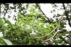 山漆-花苞05.JPG