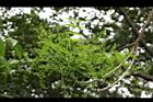 山漆-花苞06.JPG