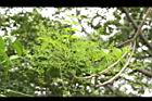山漆-花苞07.JPG