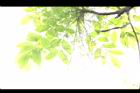 山漆-花苞08.JPG
