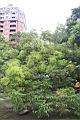 山漆10.JPG
