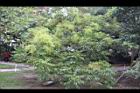 山漆14.JPG