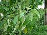 山煙草06.JPG