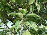 山煙草09.JPG