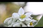 山煙草-白花00.jpg