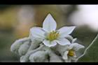 山煙草-白花01.jpg